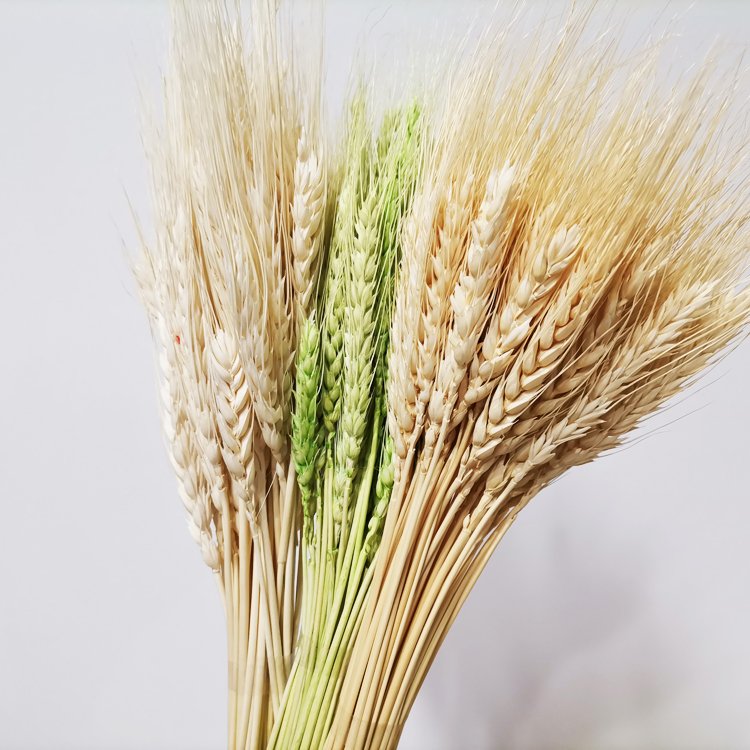 sumflora wedding souvenir ideas for guests plant table decor flower long lasting flowers dried flowers barley