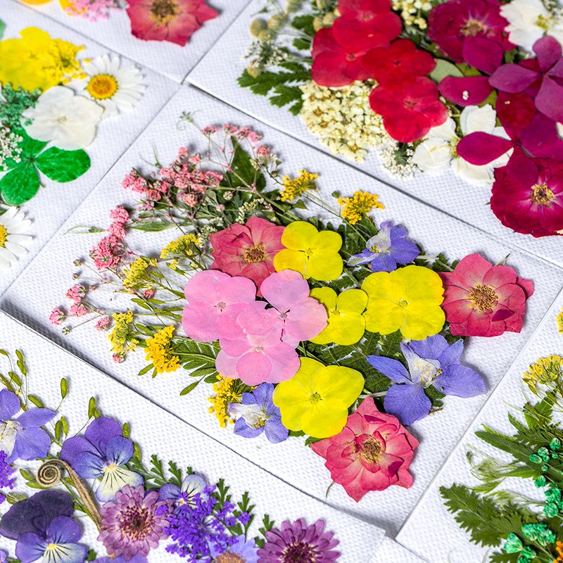 INTODIY Real Pressed Nature Dried Flowers Dry Pressing Floral for Resin Mold DIY Jewelry Making Nail Card Scrapbook Art Craft