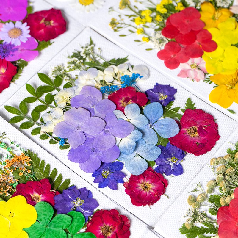 INTODIY Real Pressed Nature Dried Flowers Dry Pressing Floral for Resin Mold DIY Jewelry Making Nail Card Scrapbook Art Craft