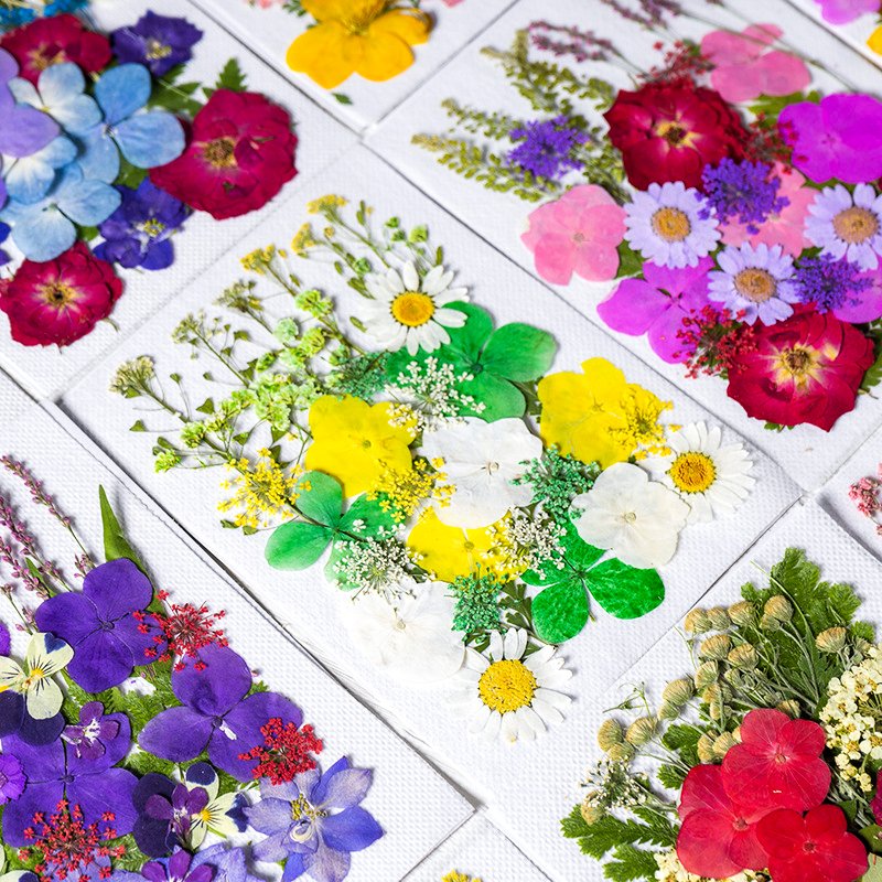 INTODIY Real Pressed Nature Dried Flowers Dry Pressing Floral for Resin Mold DIY Jewelry Making Nail Card Scrapbook Art Craft