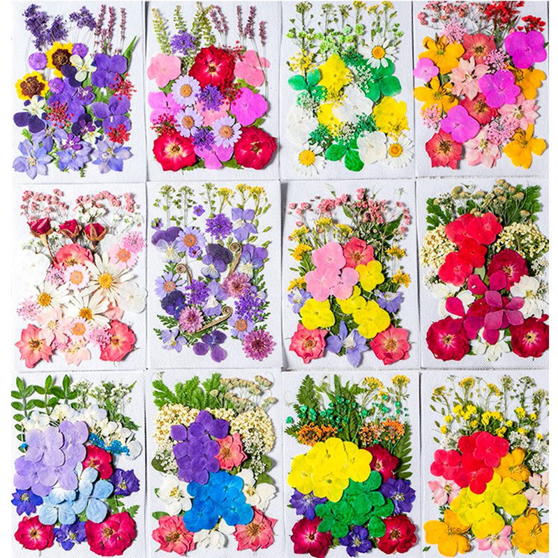 INTODIY Real Pressed Nature Dried Flowers Dry Pressing Floral for Resin Mold DIY Jewelry Making Nail Card Scrapbook Art Craft