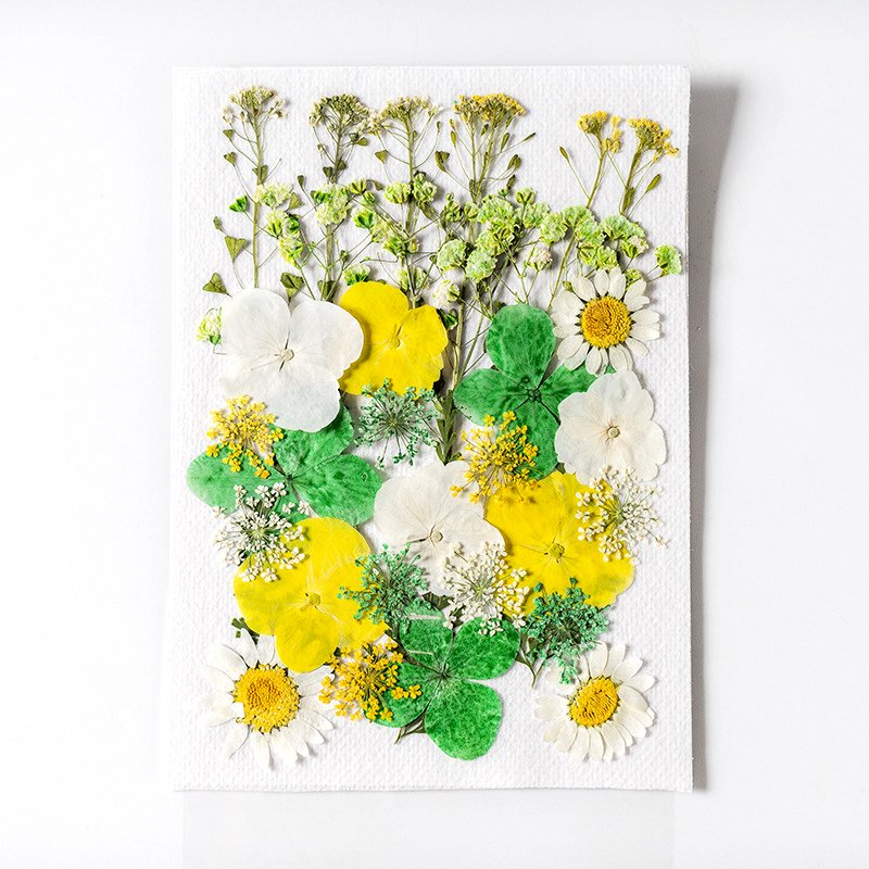 INTODIY Real Pressed Nature Dried Flowers Dry Pressing Floral for Resin Mold DIY Jewelry Making Nail Card Scrapbook Art Craft