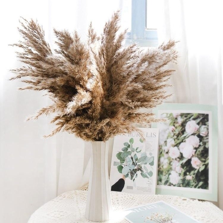 White small reed firewood immortal flower home wedding christmas DIY decoration pampas grass pampas reed dried flower Wholesale