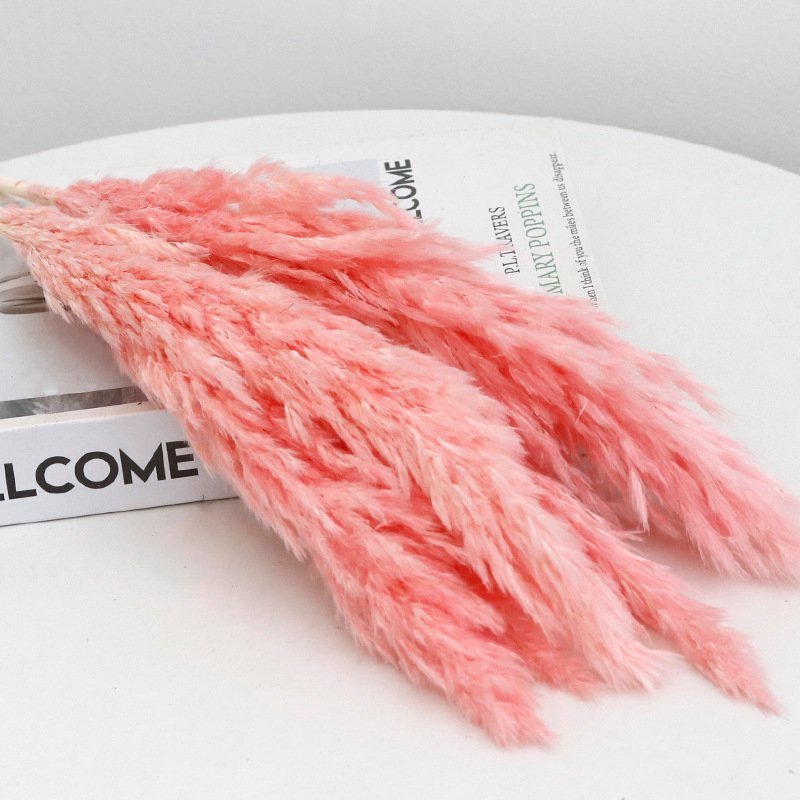 White small reed firewood immortal flower home wedding christmas DIY decoration pampas grass pampas reed dried flower Wholesale