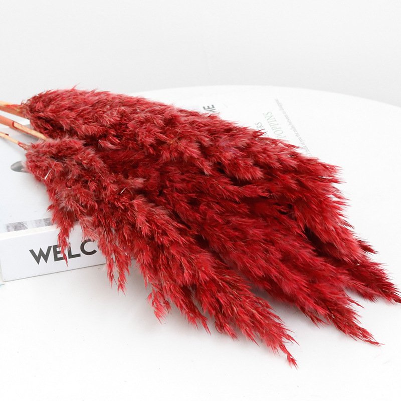 White small reed firewood immortal flower home wedding christmas DIY decoration pampas grass pampas reed dried flower Wholesale