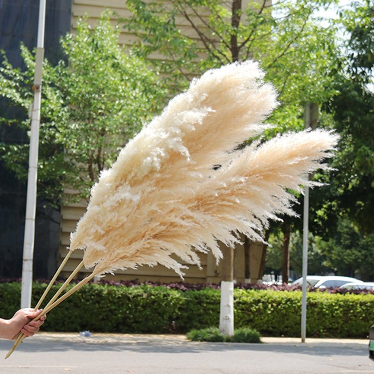 45-120cm natural pampas grass decor tall pompas grass tall pampas grass for Wedding Party farmhouse boho home decor