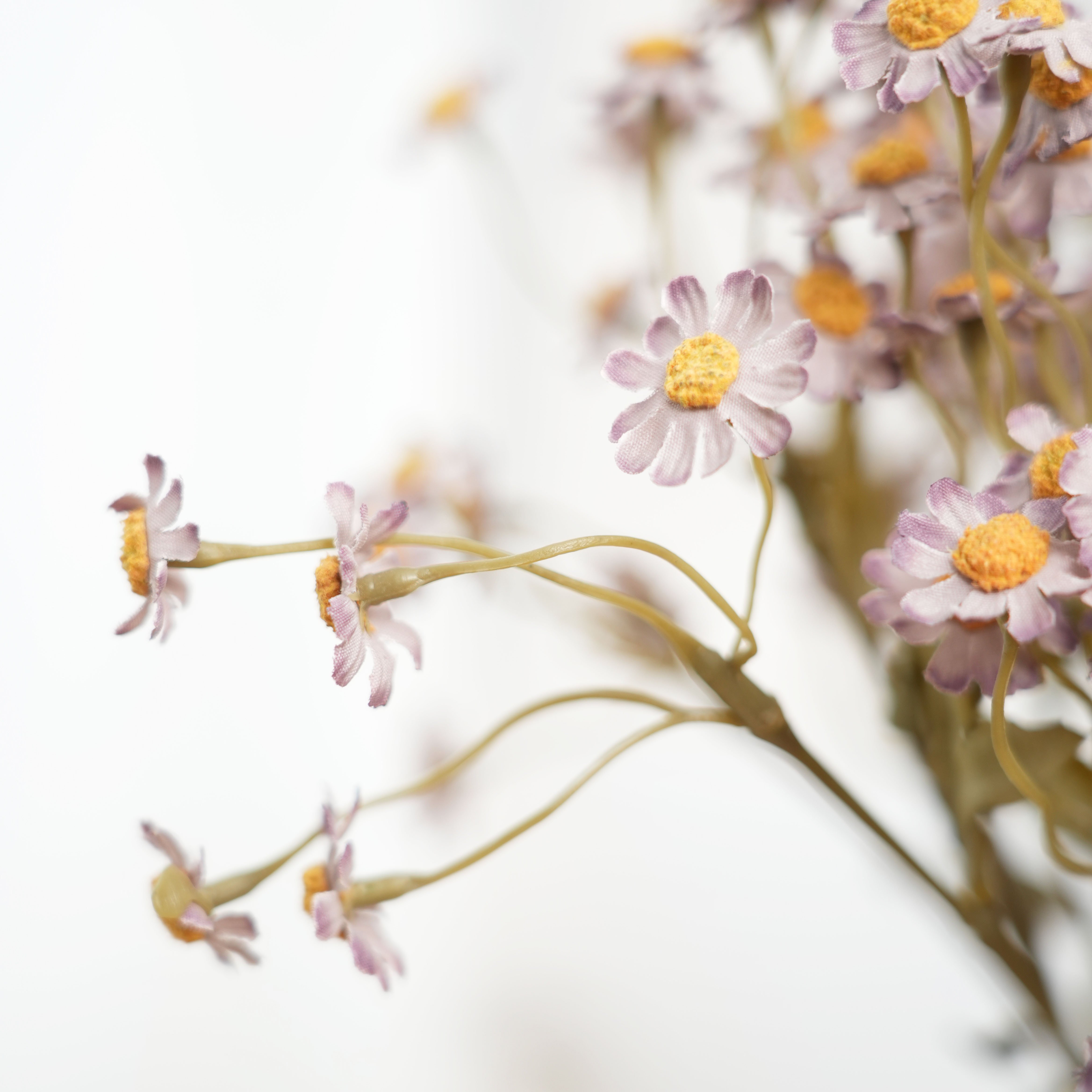 Wholesale preserved dried flowers preserved daisies dry chamomile flowers dried Silver Chrysanthemum for home decoration