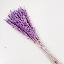 lightpurple