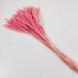 cherrypink