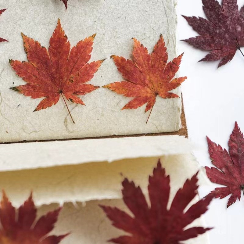 MNR2121 red color real pressed maple flower for photo frame DIY craft