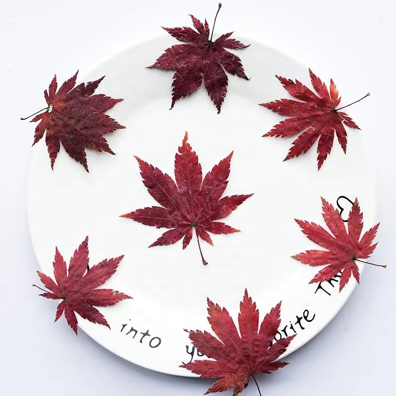 MNR2121 red color real pressed maple flower for photo frame DIY craft