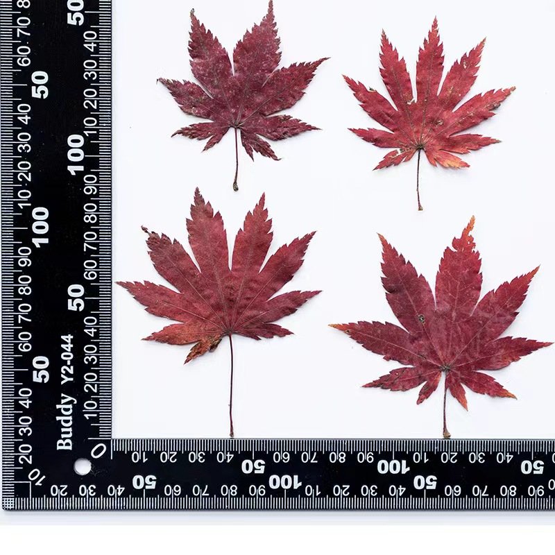 MNR2121 red color real pressed maple flower for photo frame DIY craft