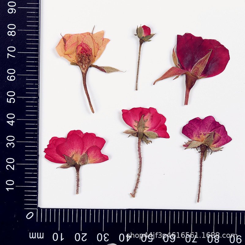 Natural Rose Pressed Rosa Chinensis Chinese Rose Dried Flowers DIY Resin For Epoxy Resin Mold Pendant Making