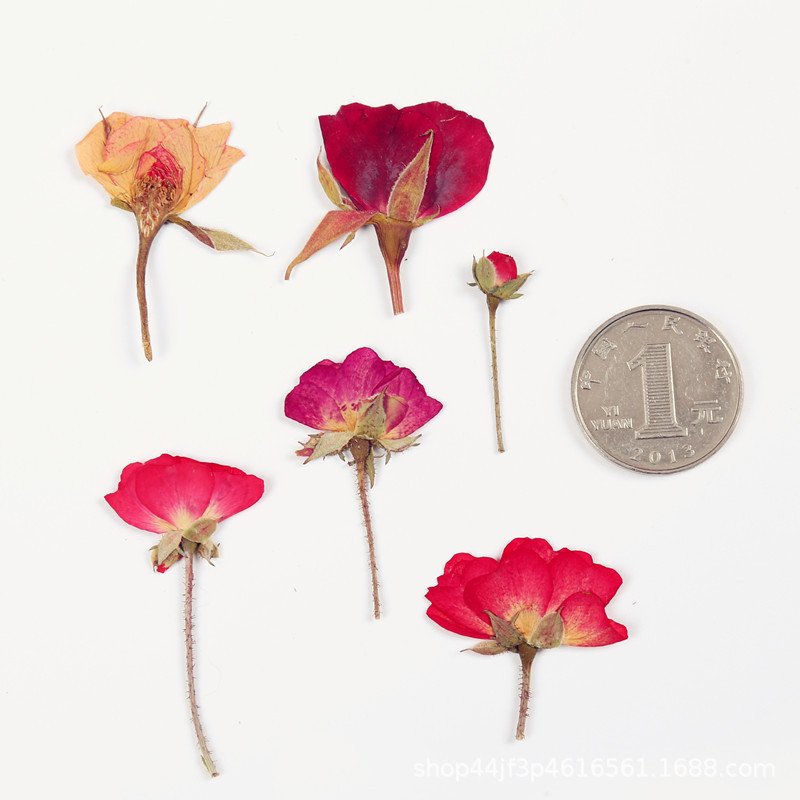 Natural Rose Pressed Rosa Chinensis Chinese Rose Dried Flowers DIY Resin For Epoxy Resin Mold Pendant Making
