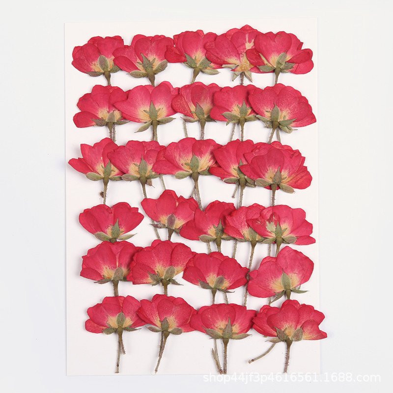 Natural Rose Pressed Rosa Chinensis Chinese Rose Dried Flowers DIY Resin For Epoxy Resin Mold Pendant Making