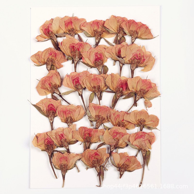 Natural Rose Pressed Rosa Chinensis Chinese Rose Dried Flowers DIY Resin For Epoxy Resin Mold Pendant Making