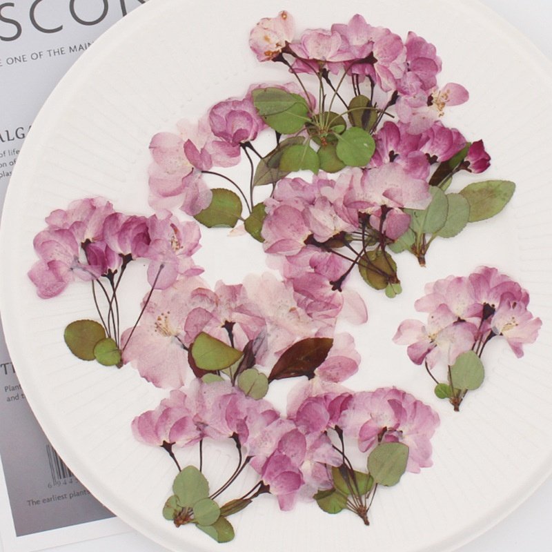 MNR1936 dry press flower for DIY phone case