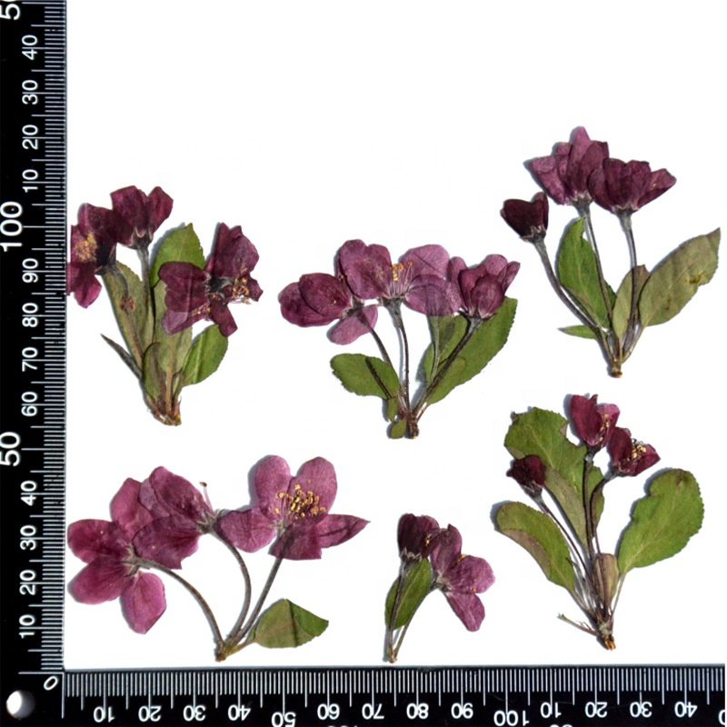 MNR1936 dry press flower for DIY phone case