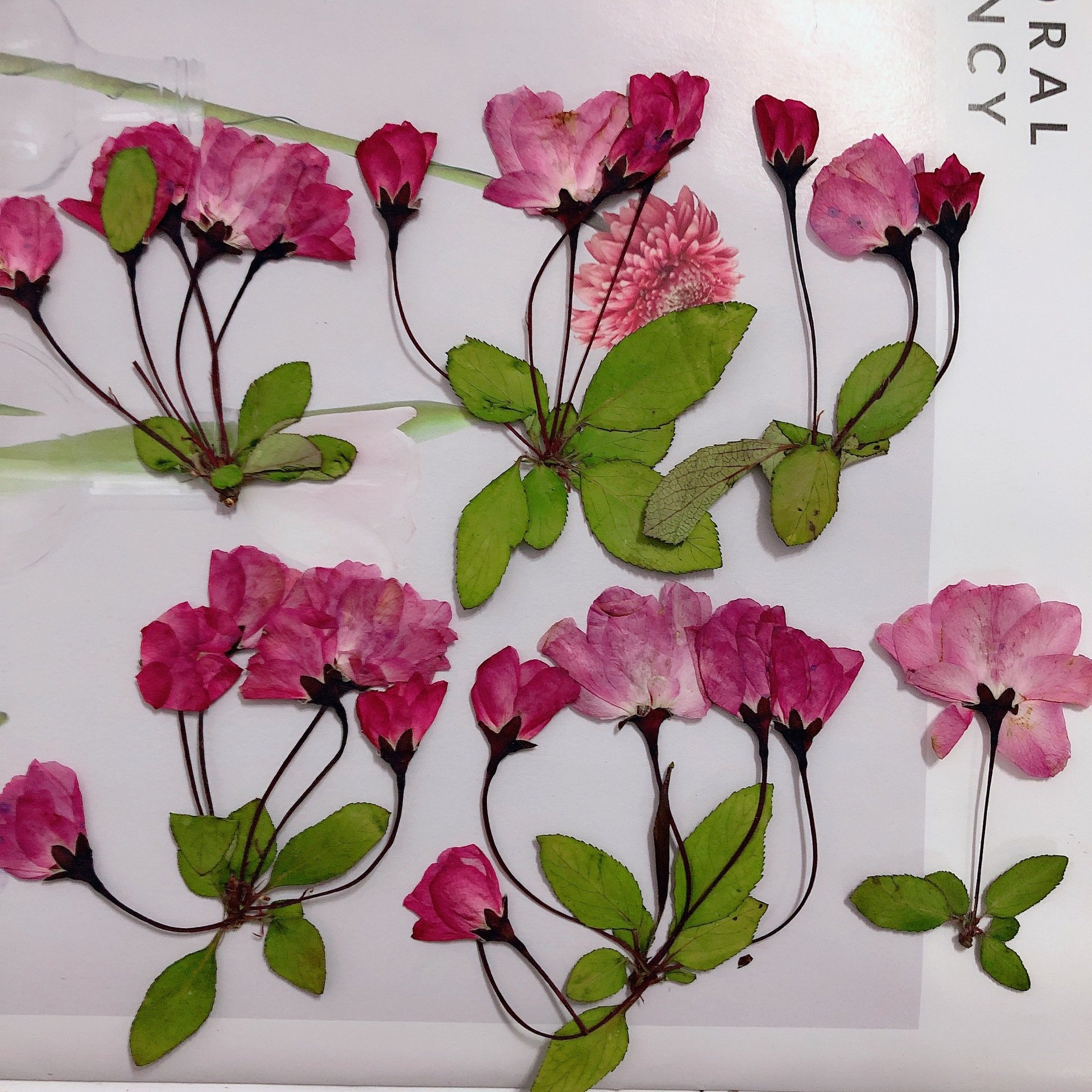 MNR1936 dry press flower for DIY phone case