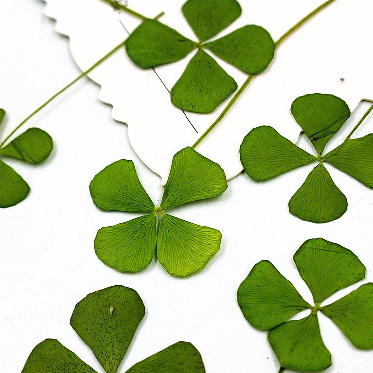 I612 Four-leaf Clover Real Leaves Dried Flowers Embossed Table Lamps Flower Make up Materials