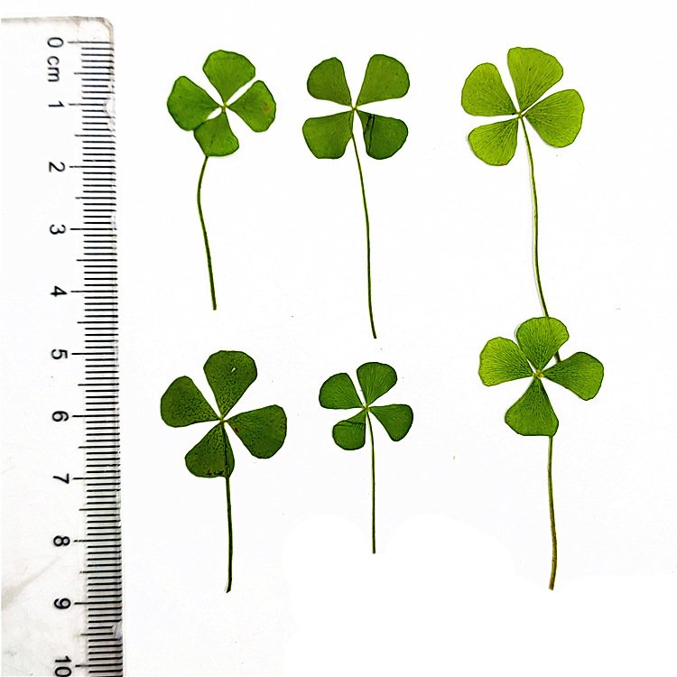 I612 Four-leaf Clover Real Leaves Dried Flowers Embossed Table Lamps Flower Make up Materials