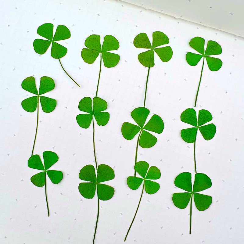 I612 Four-leaf Clover Real Leaves Dried Flowers Embossed Table Lamps Flower Make up Materials