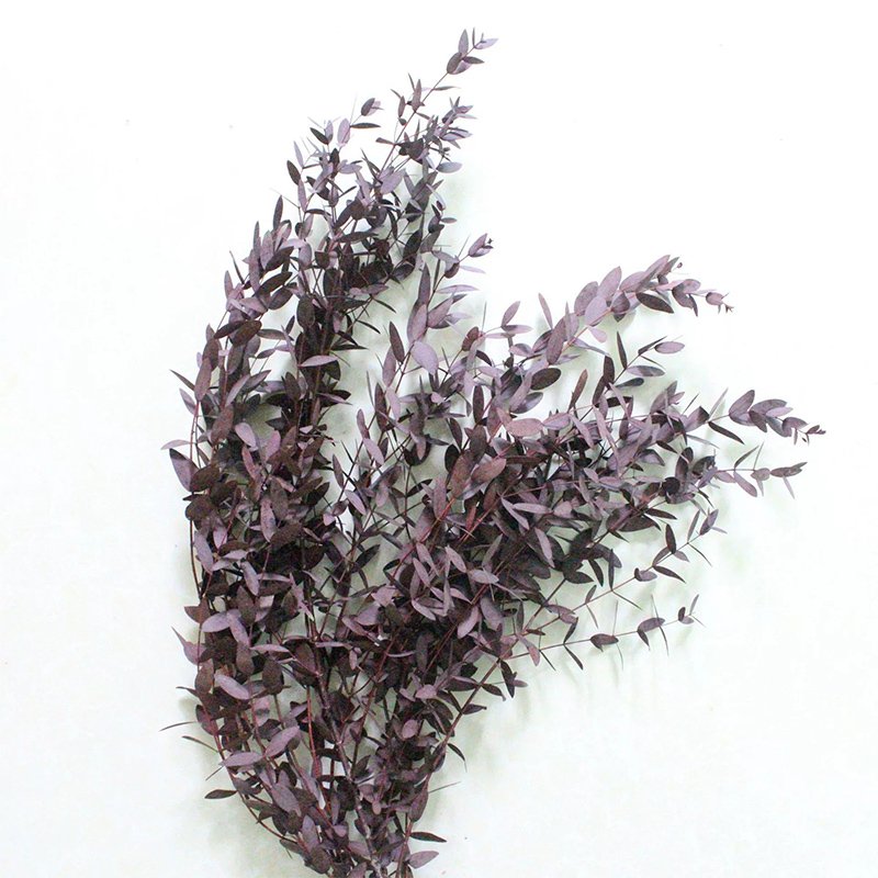Preserved Teardrop Eucalptus 100% Natural Plant Dried Eucalyptus Parvafolia Eucalptus Leaves in Bulk