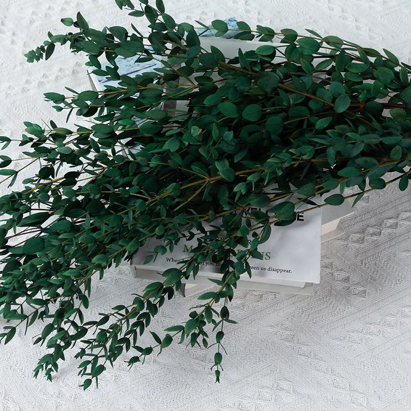 Preserved Teardrop Eucalptus 100% Natural Plant Dried Eucalyptus Parvafolia Eucalptus Leaves in Bulk
