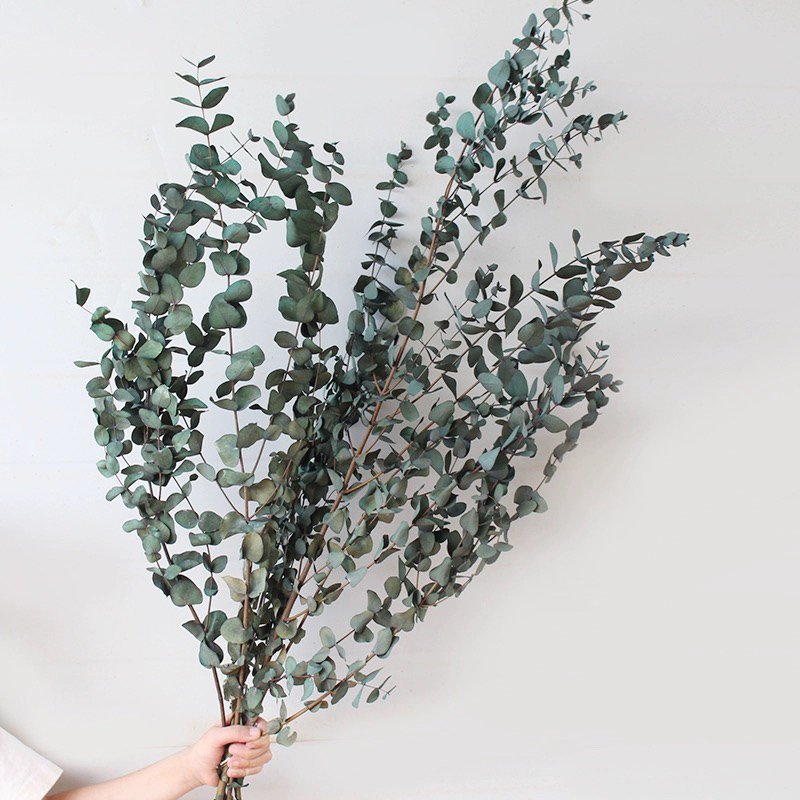 Preserved Teardrop Eucalptus 100% Natural Plant Dried Eucalyptus Parvafolia Eucalptus Leaves in Bulk