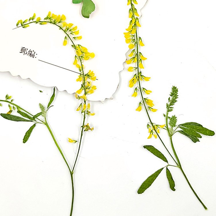 I633 Leaves of Plants Bookmark Decoration Handmade Craft Decoration for Gift Dried Pressed Flowers