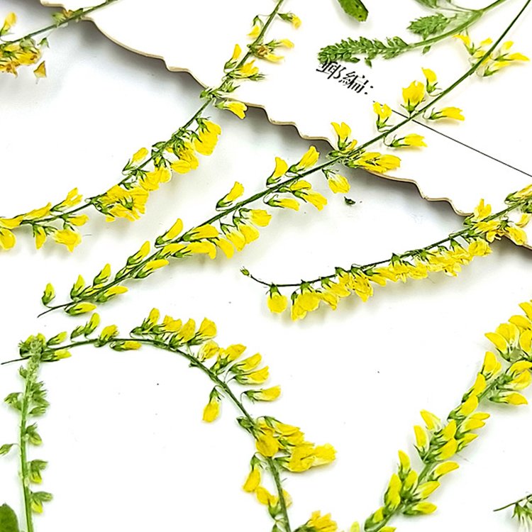 I633 Leaves of Plants Bookmark Decoration Handmade Craft Decoration for Gift Dried Pressed Flowers