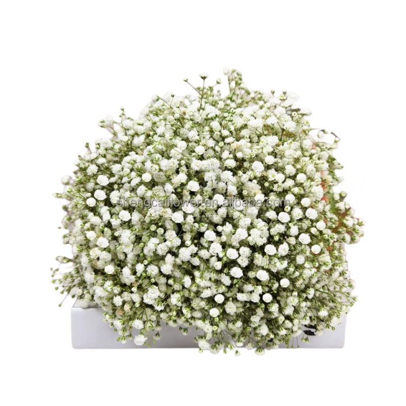 Wholesale Valentine Gift Preserved Gypsophila Dried Baby Breath Flowers Preserved Baby Breath Babysbreath