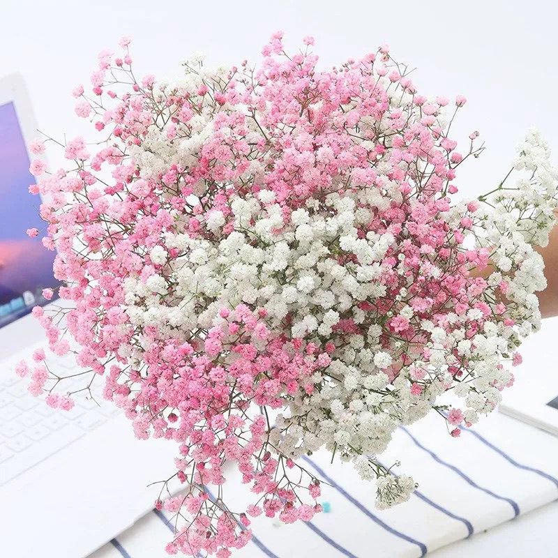 Wholesale Valentine Gift Preserved Gypsophila Dried Baby Breath Flowers Preserved Baby Breath Babysbreath