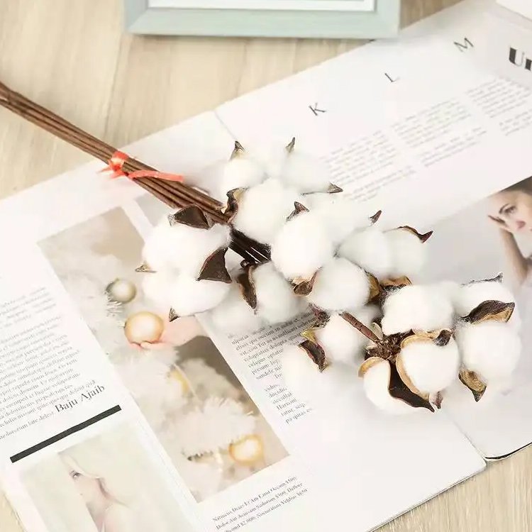 2024 Natural cotton branch dried cotton flowers for home wedding party decorative