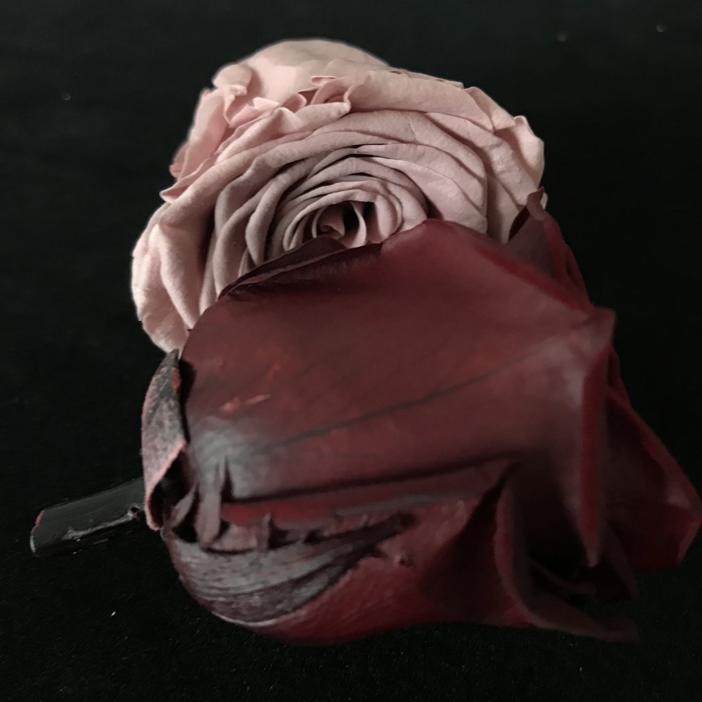 High quality factory supply rose head wholesale 5-6cm everlasting flower preserved roses head for decoration