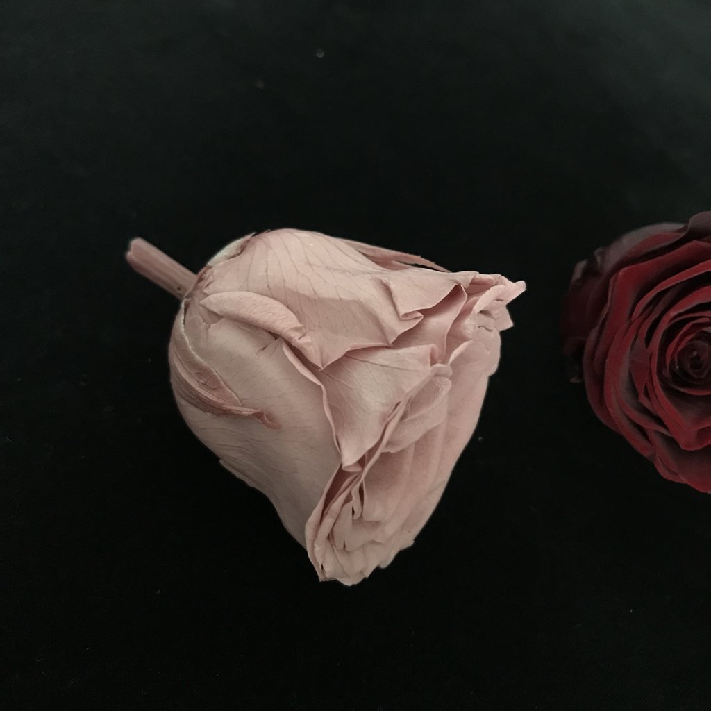 High quality factory supply rose head wholesale 5-6cm everlasting flower preserved roses head for decoration