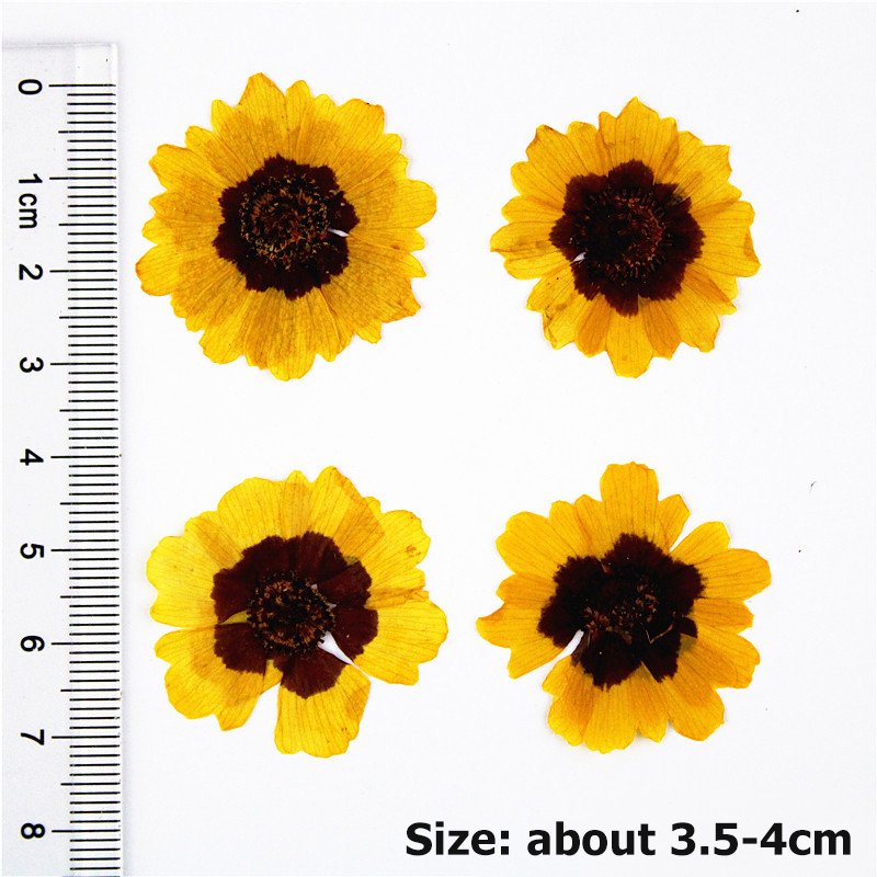 Wholesale Preserved Coreopsis Cinchilla Bicolor Decorative Flower Preserved Dried Flowers