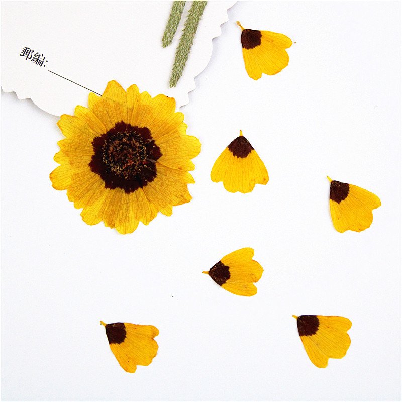 Wholesale Preserved Coreopsis Cinchilla Bicolor Decorative Flower Preserved Dried Flowers