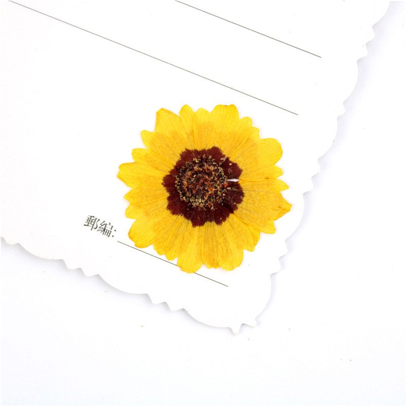 Wholesale Preserved Coreopsis Cinchilla Bicolor Decorative Flower Preserved Dried Flowers