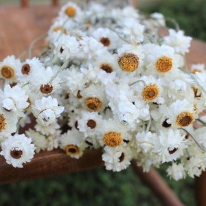 Dried ammonium white creamy bunch chrysanthemum flower white bunch immortelle rustic decoration