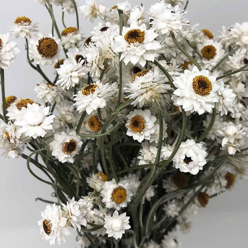 Dried ammonium white creamy bunch chrysanthemum flower white bunch immortelle rustic decoration