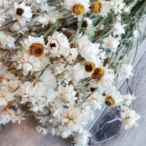Dried ammonium white creamy bunch chrysanthemum flower white bunch immortelle rustic decoration