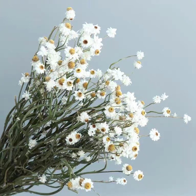 Dried ammonium white creamy bunch chrysanthemum flower white bunch immortelle rustic decoration