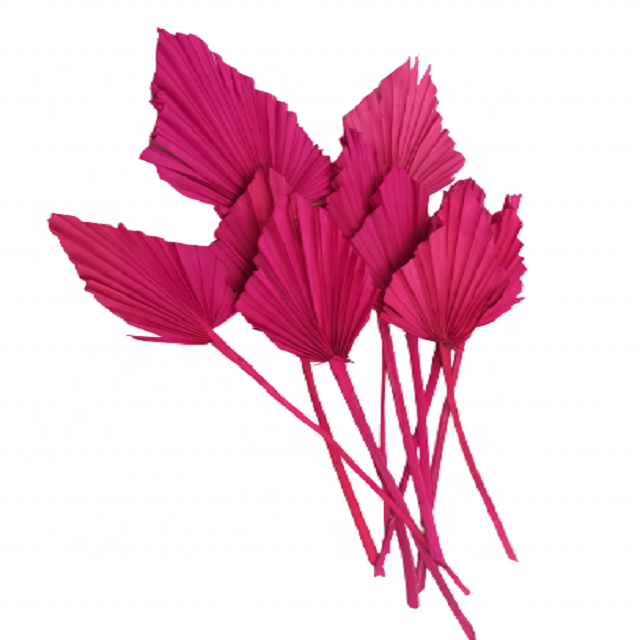 Top Colorful Dried Palm Leaves Home Decorative Product Halloween Graduation Different Shapes Including Palm Spears Wedding
