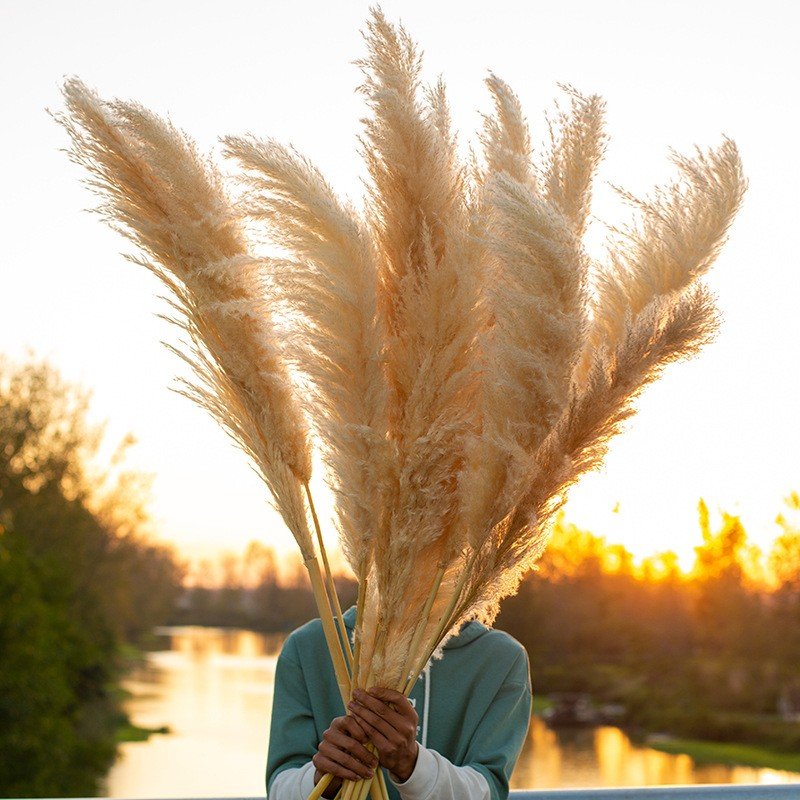 Factory supply natural beige dried flowers decor large fluffy tall dried flowers bouquet for wedding arrangement