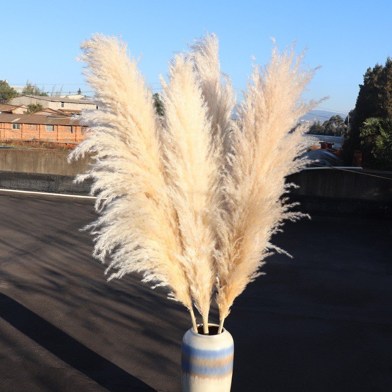 Factory supply natural beige dried flowers decor large fluffy tall dried flowers bouquet for wedding arrangement