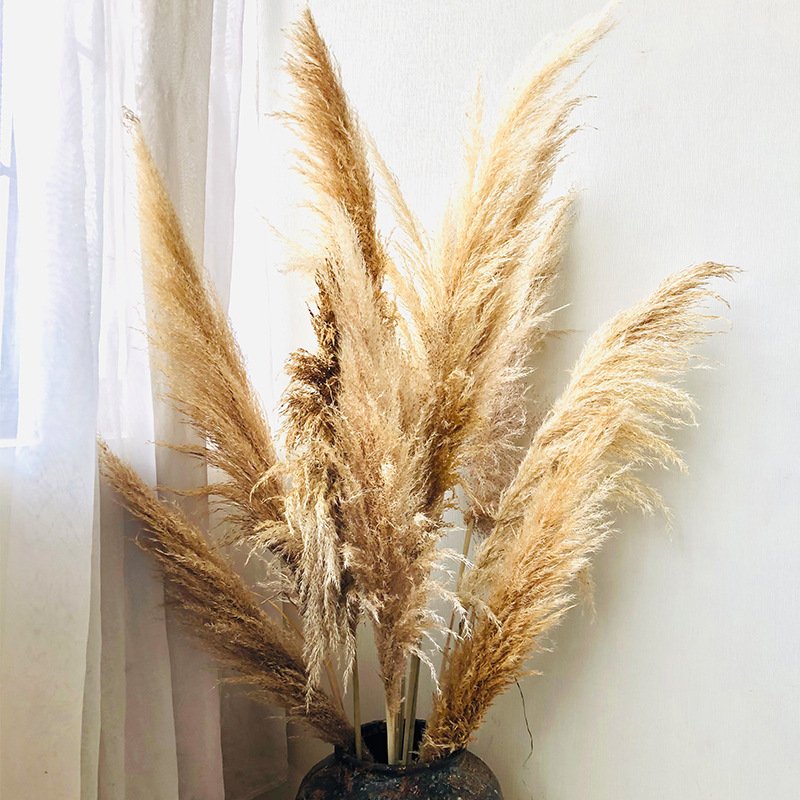 A-7 Long pampas natural dried Preserved Pampas grass fluffy pampasgras extra large dried reed phragmites pampas grass