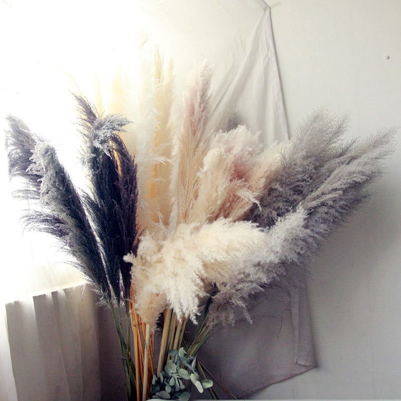 A-7 Long pampas natural dried Preserved Pampas grass fluffy pampasgras extra large dried reed phragmites pampas grass