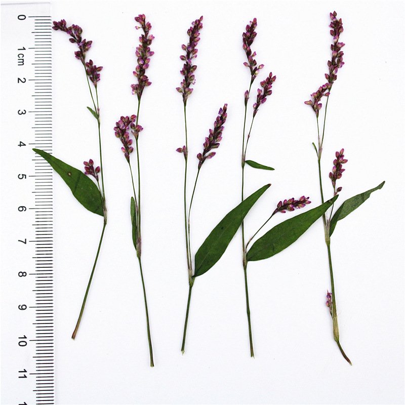 Rose lily Safflower Decoration Flower Press Lamp Bookmark Candle Sticker Art Print True Flower DIY Material Pack