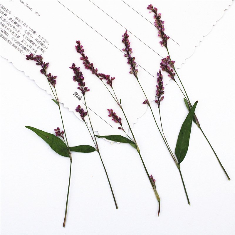Rose lily Safflower Decoration Flower Press Lamp Bookmark Candle Sticker Art Print True Flower DIY Material Pack
